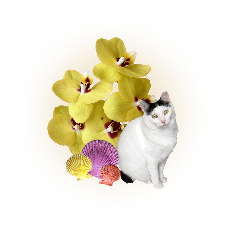 猪狩実保のプロフィール画像。黄色い胡蝶蘭を背景に背負ったおかっぱ頭模様の猫。猫の足元には黄色と紫と赤の二枚貝が添えられている。