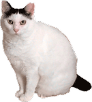 座ってこちらを見つめるおかっぱ頭模様の猫