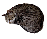 キジ白猫がアンモナイトのように丸くなって寝ている